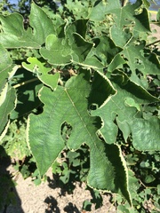 Broussonetia papyrifera