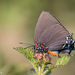 Mariposa Sedosa Gigante Azul - Photo (c) Greg Lasley, algunos derechos reservados (CC BY-NC), subido por Greg Lasley