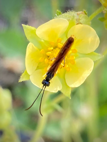 iNaturalist observation photo of Phylloecus