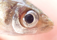 Enteromius paludinosus