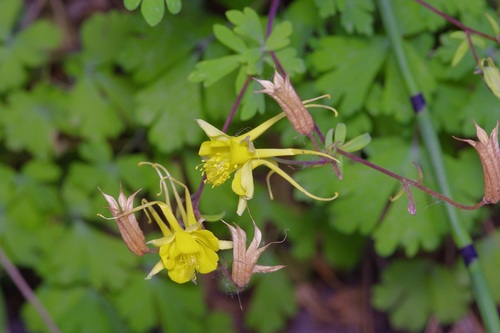 Aquilegia chrysantha