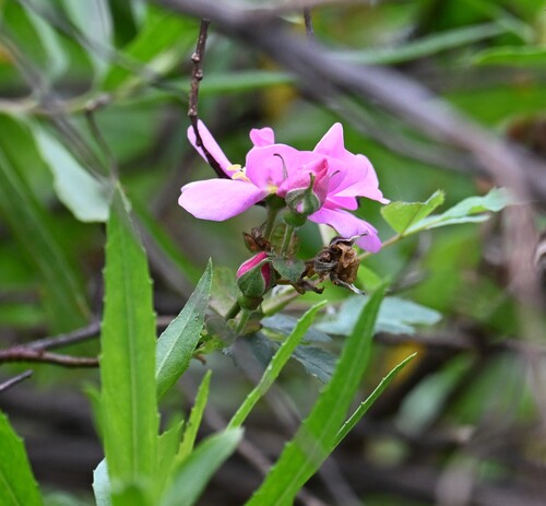 iNaturalist observation photo of California Wild Rose