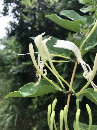 Lonicera affinis iNat (1)