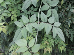 Jasminum officinale