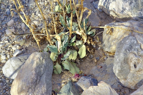Los Alamos Beardtongue (Penstemon alamosensis)