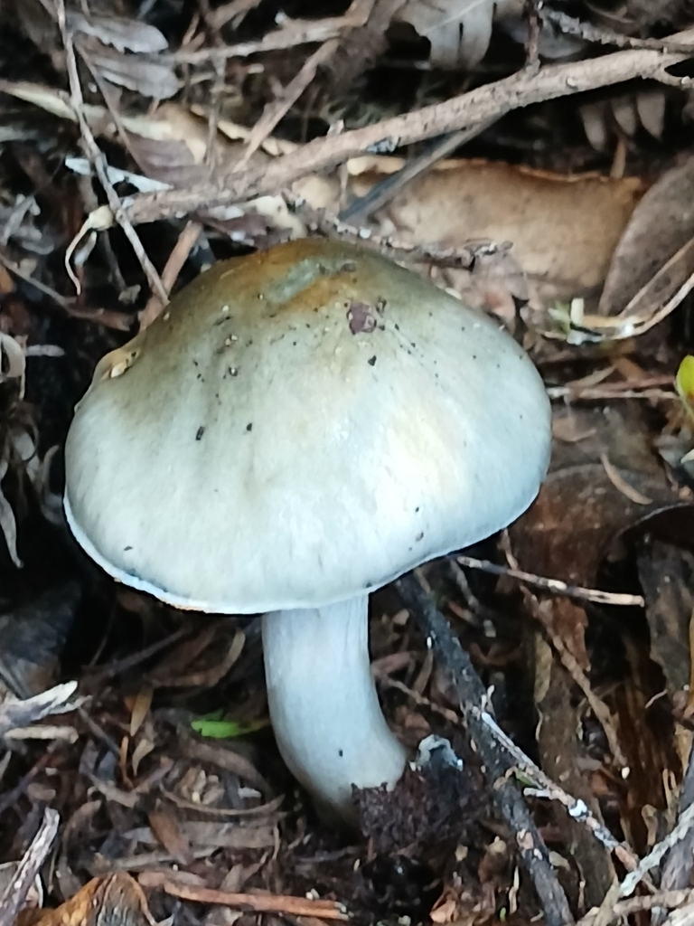 Cortinarius rotundisporus · July 2025 · photo: © mphnz (iNaturalist, cc0)