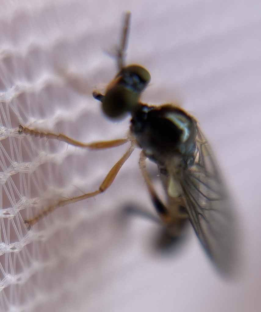 Dioctria lateralis