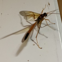 Opheltes glaucopterus barberi