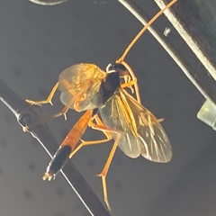 Opheltes glaucopterus barberi