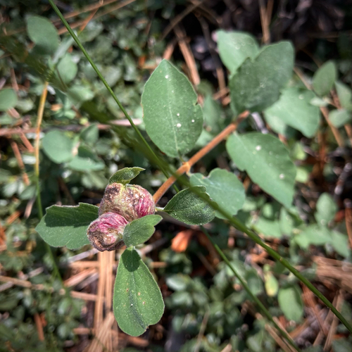 iNaturalist observation photo of Snowberry Sawfly
