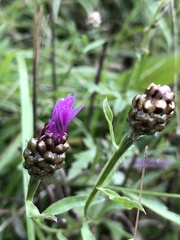 Centaurea jacea timbalii