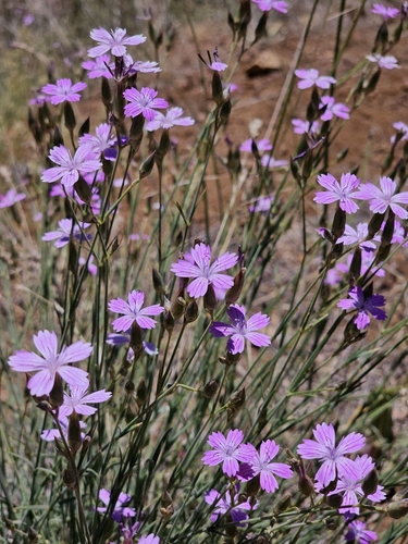 wild pink
