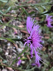 Centaurea jacea timbalii