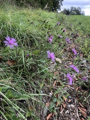 Centaurea jacea timbalii