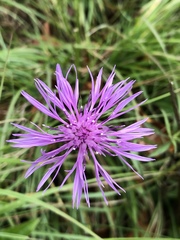 Centaurea jacea timbalii