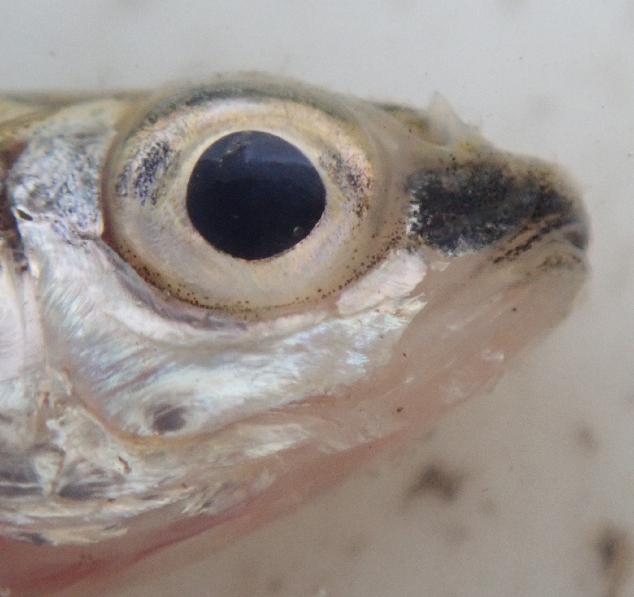 Blackback Barb photo 2