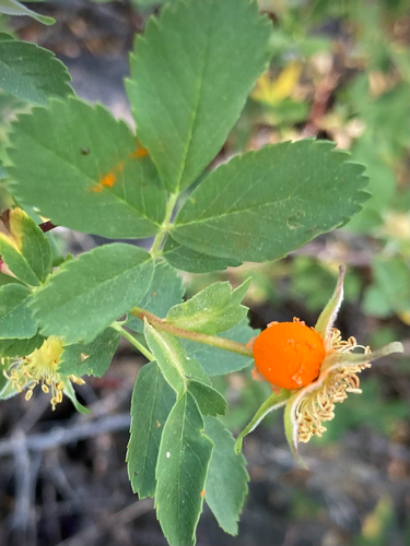 iNaturalist observation photo of Phragmidium