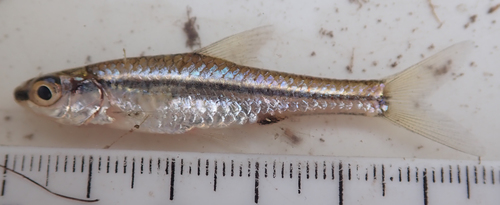 Blackback barb (Enteromius barnardi) — Cyprinidae — 3