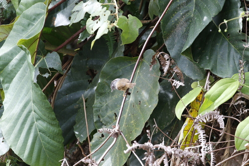 Mountain Fulvetta (Alcippe peracensis), photo 4