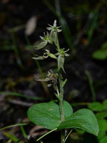 Neottia puberula iNat (1)