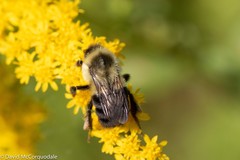 Bombus impatiens