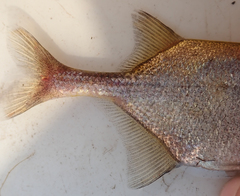 Petrocephalus magnitrunci