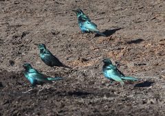 Lamprotornis acuticaudus