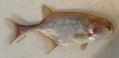 Petrocephalus magnitrunci