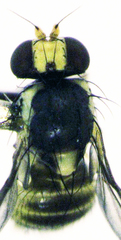 Liriomyza flavocentralis