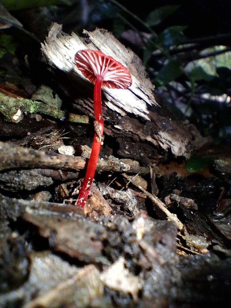 Cruentomycena viscidocruenta · June 2025 · photo: © sofiazed1 (iNaturalist, cc-by)