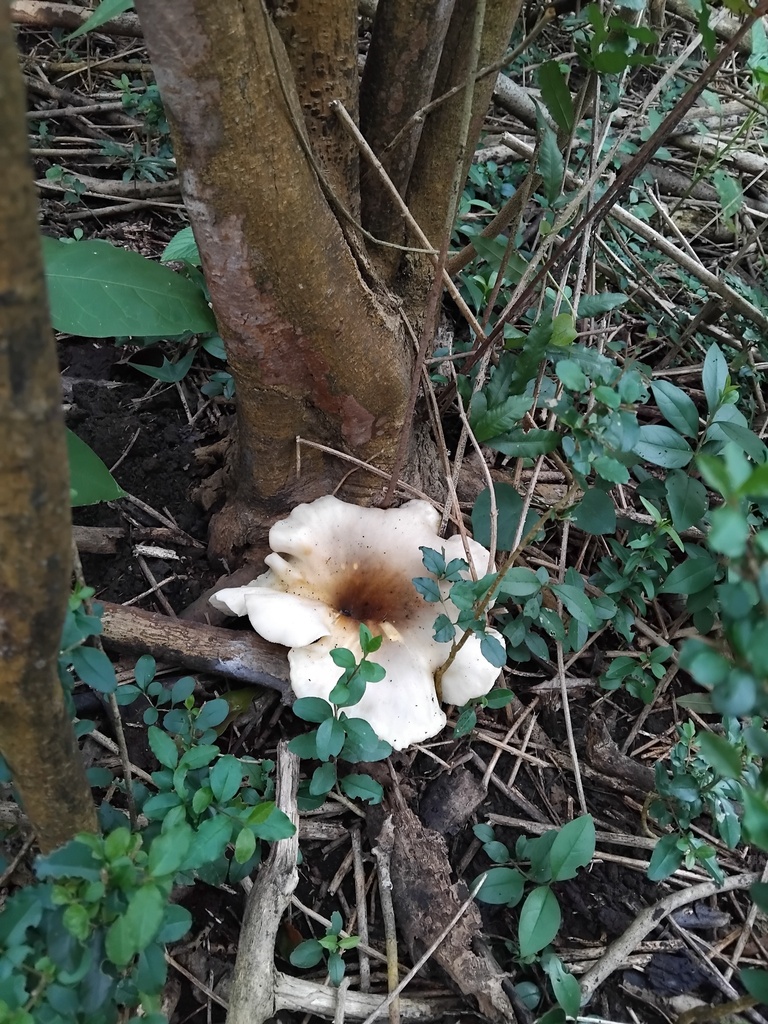 Omphalotus nidiformis · June 2025 · photo: © sofiazed1 (iNaturalist, cc-by)