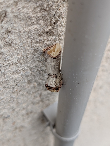 Phalera bucephala