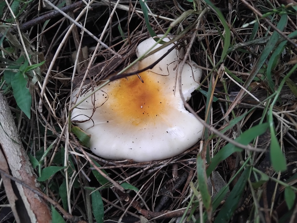Omphalotus nidiformis · June 2025 · photo: © sofiazed1 (iNaturalist, cc-by)