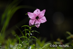 Lilium apertum