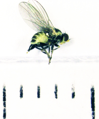 Liriomyza flavocentralis