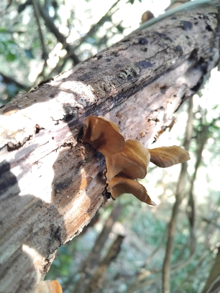 Stereum ostrea · June 2025 · photo: © sofiazed1 (iNaturalist, cc-by)