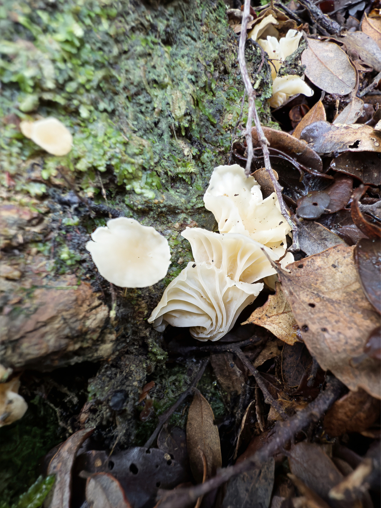 Cantharellus wellingtonensis · July 2025 · photo: © jeremy_rolfe (iNaturalist, cc-by)