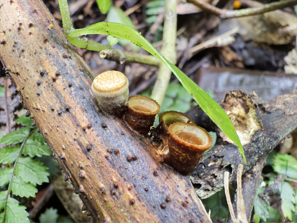 Crucibulum simile · July 2025 · photo: © jeremy_rolfe (iNaturalist, cc-by)