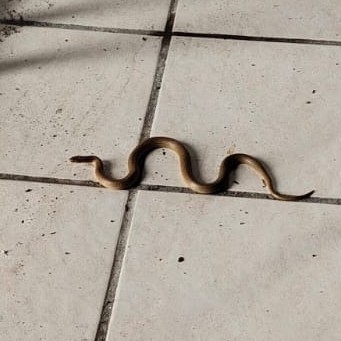 Mosauer’s Ground Snake