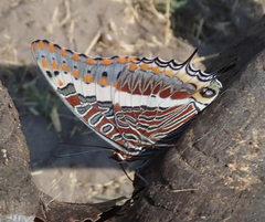 Charaxes saturnus