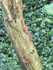 Auricularia auricula-judae