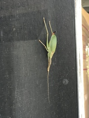 Lea floridensis