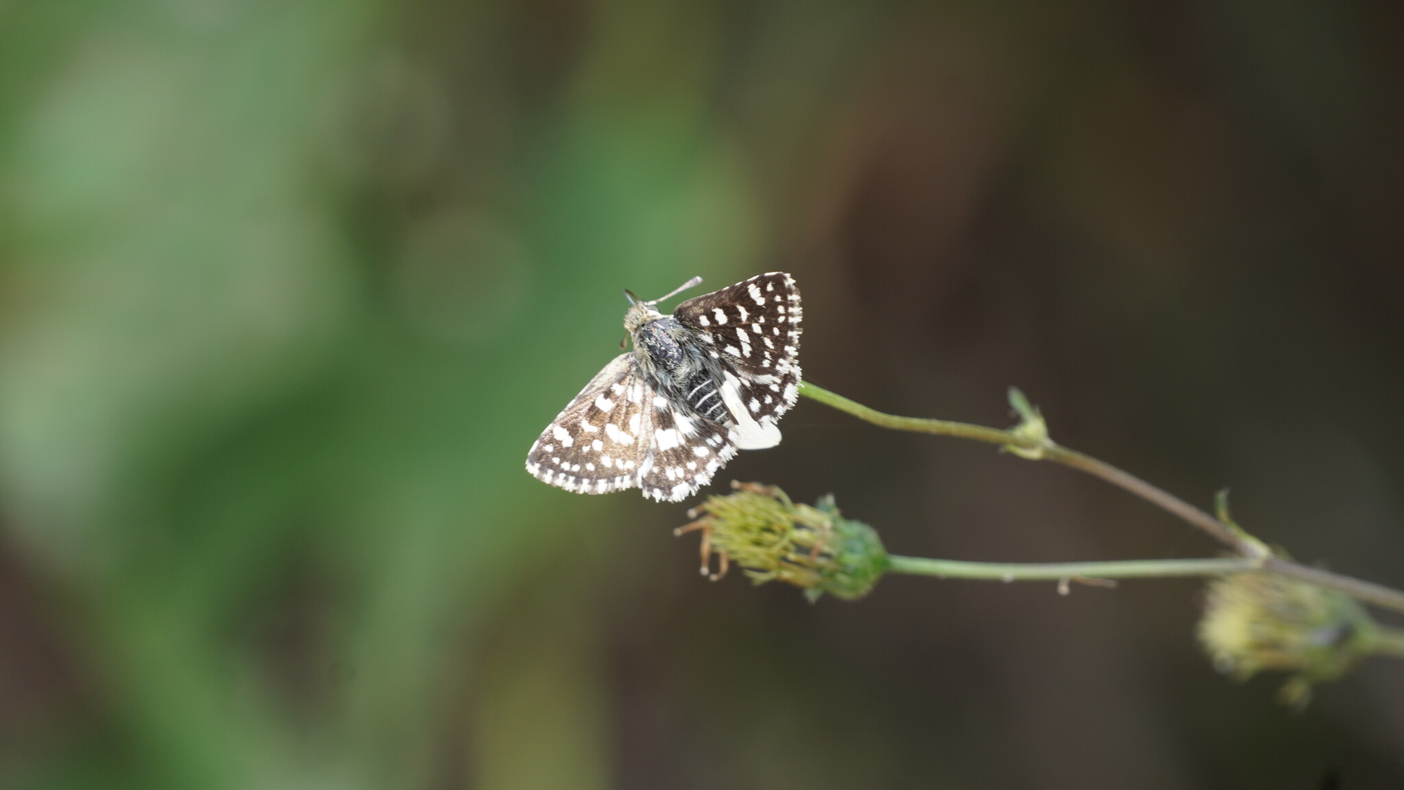 Asian Grizzled Skipper