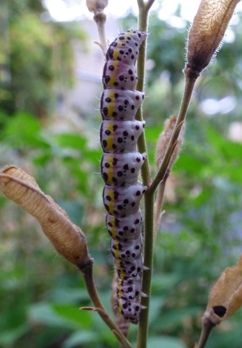 Periphanes delphinii
