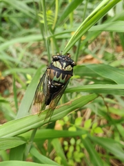 Neotibicen lyricen virescens