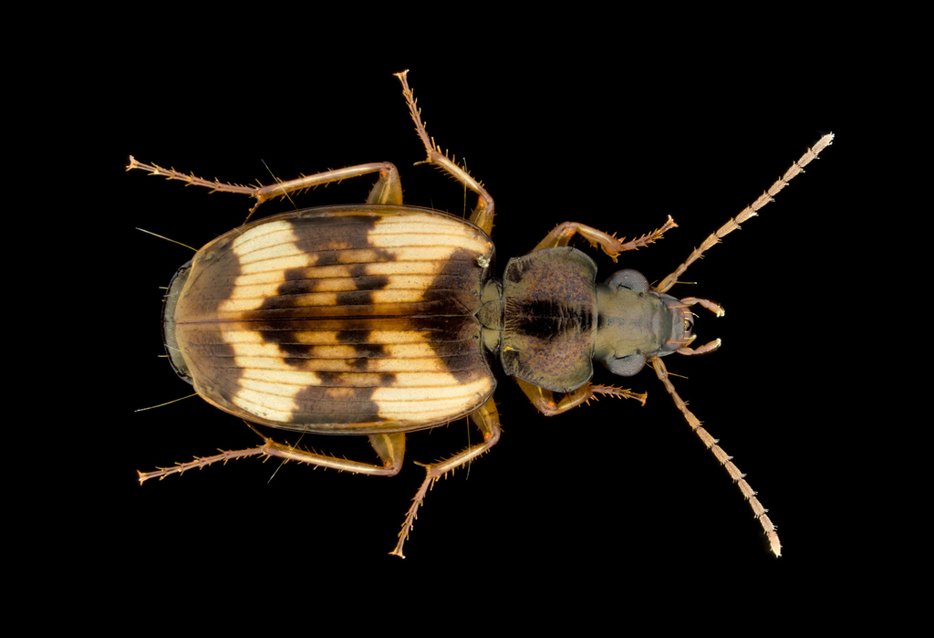 Tetragonoderus