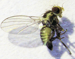 Liriomyza flavocentralis
