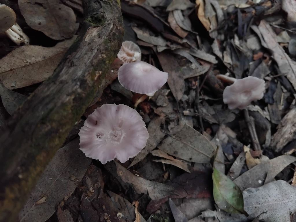 Hygrocybe reesiae · June 2025 · photo: © sofiazed1 (iNaturalist, cc-by)