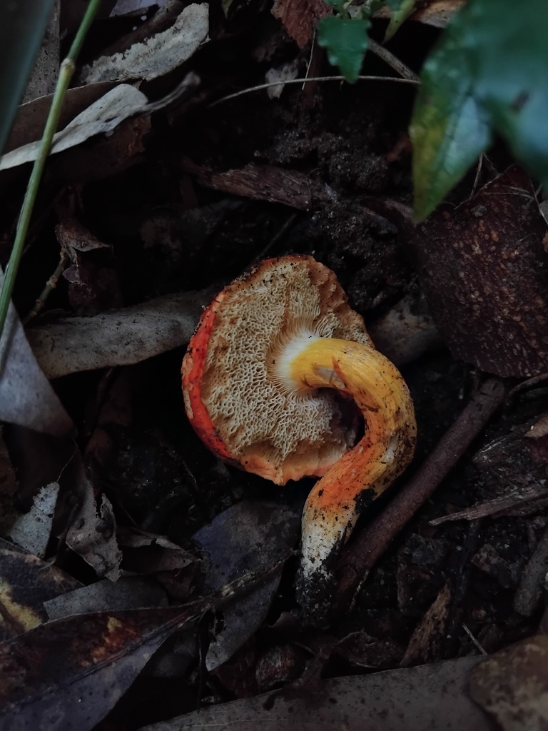 Tylopilus balloui · June 2025 · photo: © sofiazed1 (iNaturalist, cc-by)