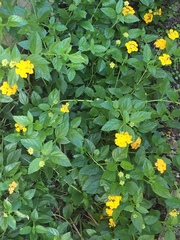 Lantana depressa